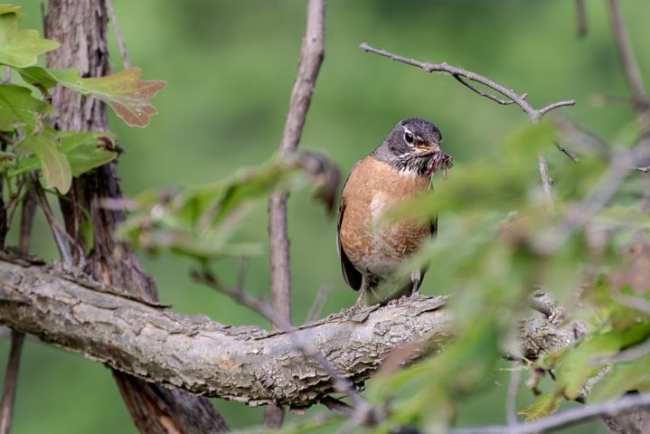 a american robin enjoying the bugs it just catched while tanding on a tree